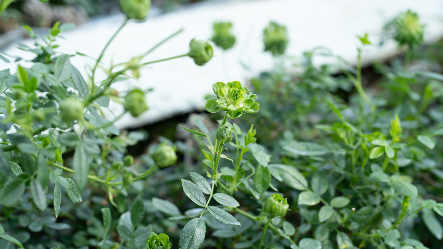 ネコハナギフトL(バラ) (年1回の定期便)