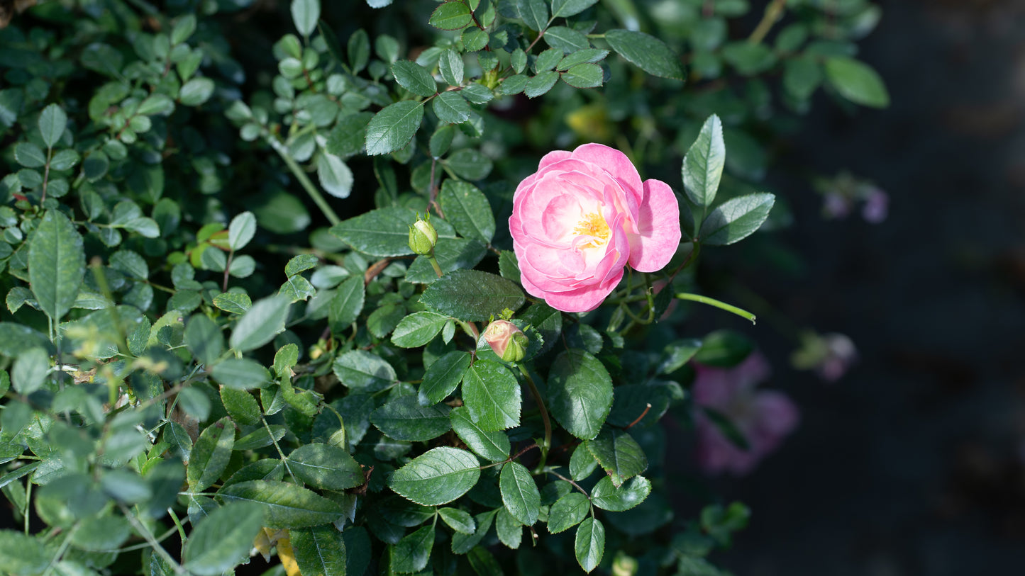 ネコハナギフトM(バラ) (年1回の定期便)