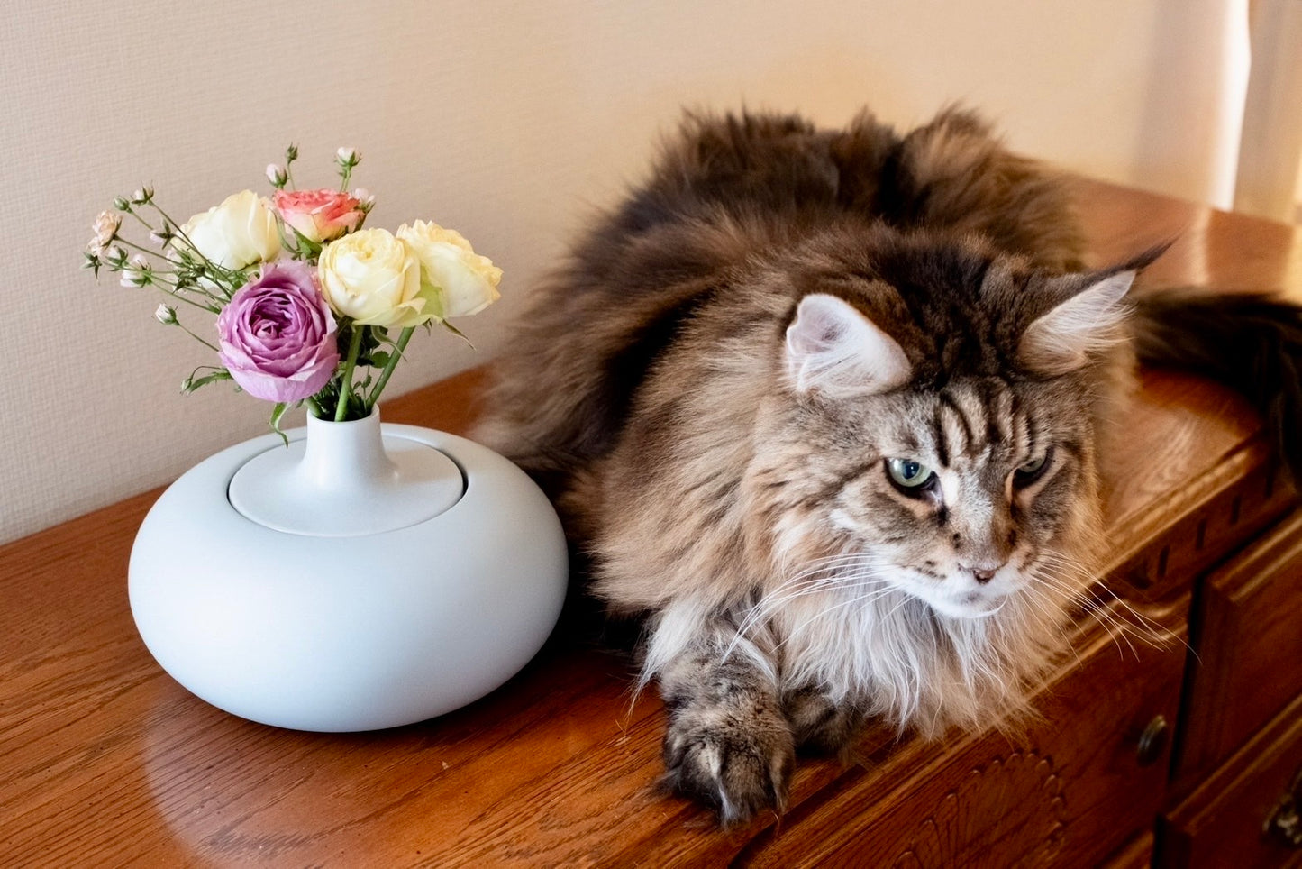 ネコハナ定期便 S (バラ)