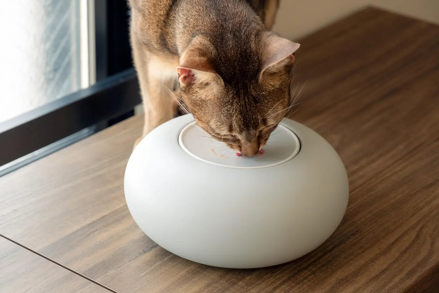 猫に花瓶 〜猫が遊んでも倒れない花瓶〜 ネコハナ×secca