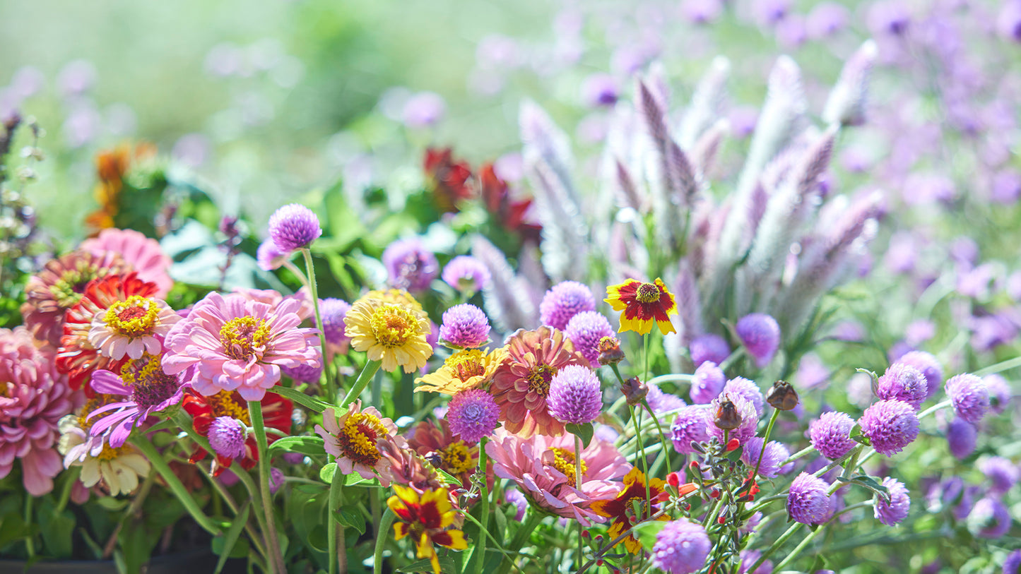 ネコハナギフト L (年1回の定期便)