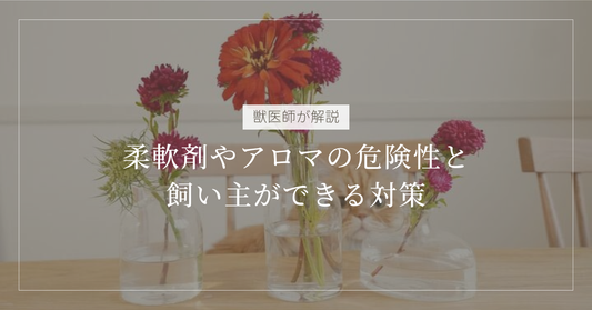 【獣医師解説】猫にアロマや柔軟剤は危険？「香り」による健康被害のエビデンスと対策