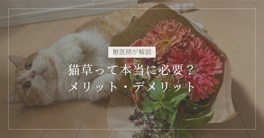【獣医師解説】猫草って本当に必要？メリット・デメリットと、吐いてしまう子への正しい与え方