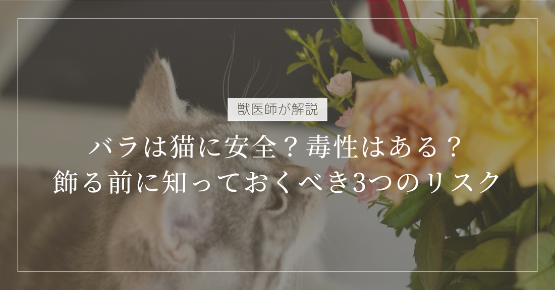 【獣医師解説】バラは猫に安全？毒性はあるの？トゲや農薬など、飾る前に知っておくべき3つのリスク