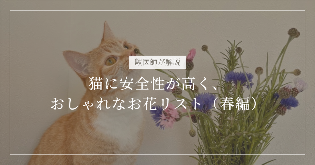 【獣医師が厳選】猫に安全性が高く、おしゃれなお花リスト（春編）