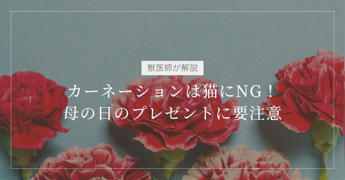 【獣医師解説】カーネーションは猫にNG！母の日のプレゼントも猫に安心なものを。症状と対策、安全なお花選び
