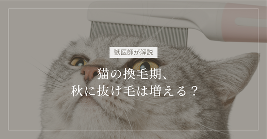 【獣医師解説】猫の換毛期、秋に抜け毛は増える？
