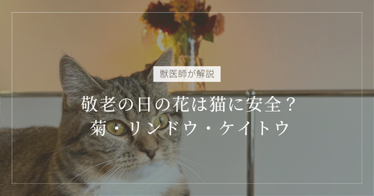 【獣医師解説】敬老の日の花は猫に安全？菊・リンドウ・ケイトウ