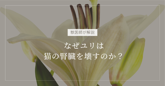 【獣医師解説】なぜユリは猫の腎臓を壊すのか。毒性成分は？