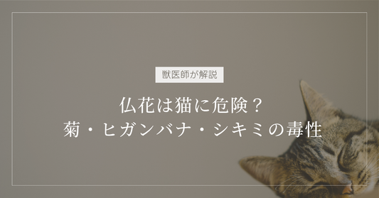 【9月・お彼岸要注意】仏花は猫に危険？獣医師が菊・ヒガンバナ・シキミの毒性を整理する