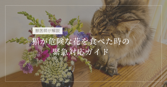 獣医師が解説｜猫が危険な花を食べた時の緊急対応ガイド