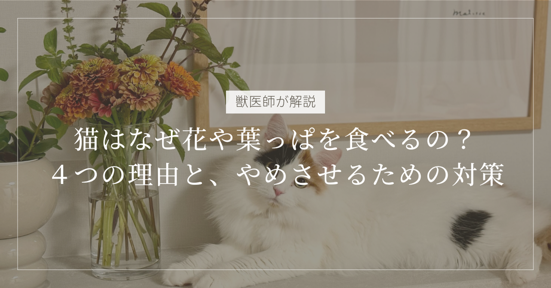 【獣医師解説】なぜ猫は花や葉っぱを食べるの？4つの理由と、やめさせるための対策