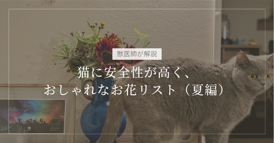 【獣医師が厳選】猫に安全性が高く、おしゃれなお花リスト（夏編）