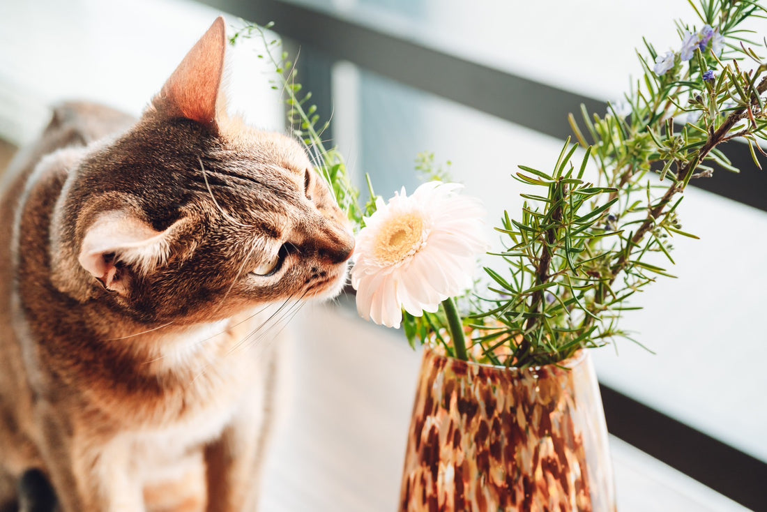 ネコハナの商品が、猫にとって安全性が高いと言える理由について