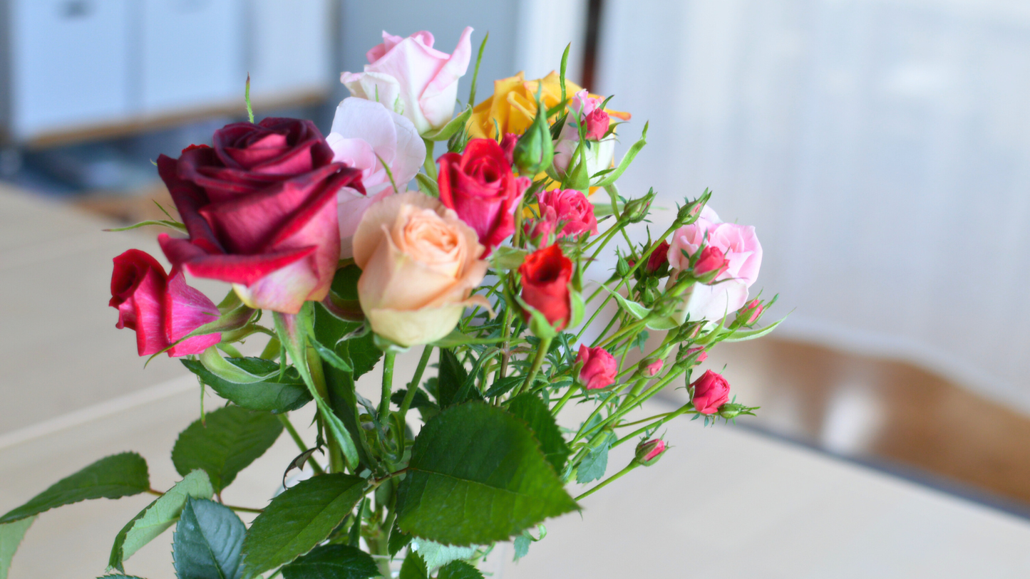 ネコハナ定期便 S (バラ)