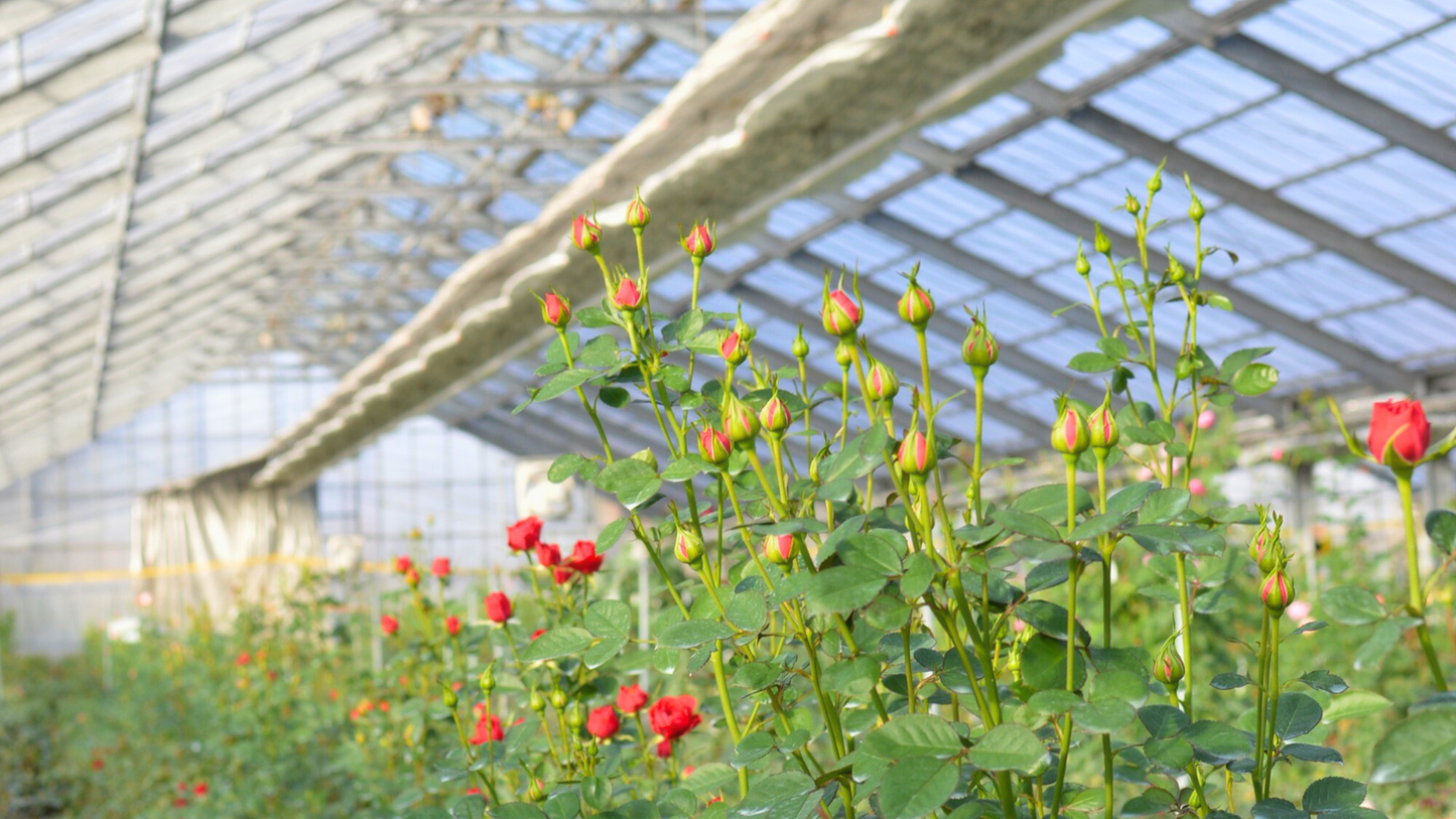 ネコハナ ポットアレンジメント(お悔やみのお花)