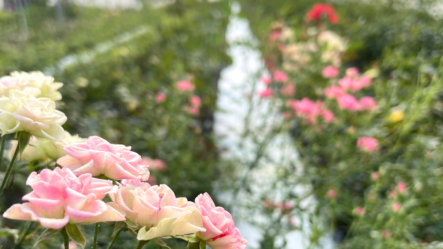 ネコハナ ポットアレンジメント(お悔やみのお花)