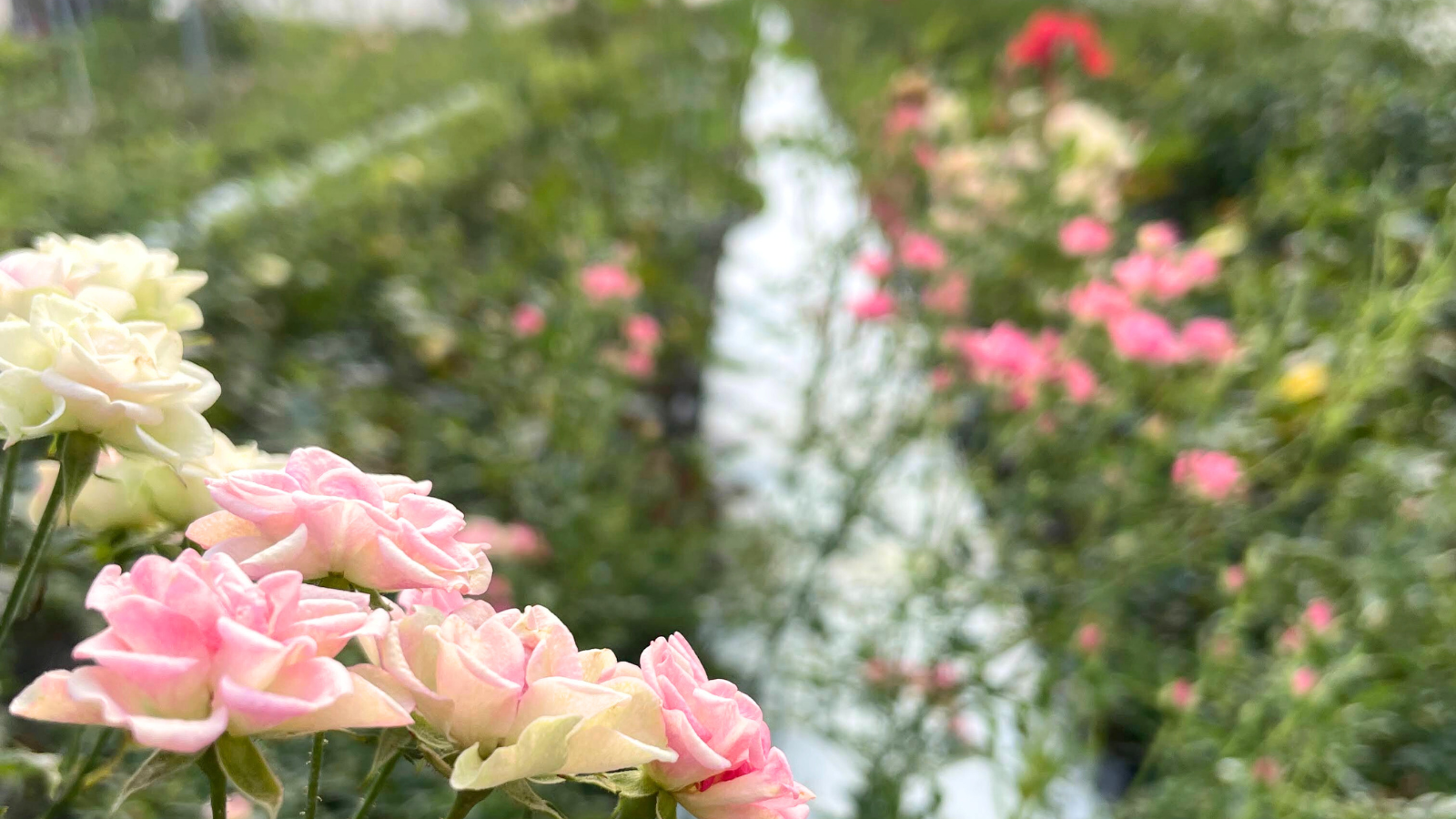 ネコハナギフト M （バラ）(4,800円) | 猫にとって安全性の高いお花を